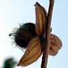 Helianthemum lippii