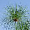 Cyperus papyrus