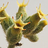 Heliotropium digynum