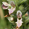 Stachys longispicata