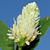 Trifolium berytheum 