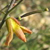 Diplotaxis tenuifolia