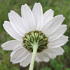 Anthemis chia