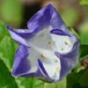 Nicandra physalodes