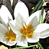 Crocus 