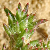 Loeflingia hispanica