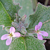 Matthiola parviflora