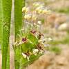 Plantago bellardii