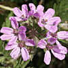 Erodium touchyanum