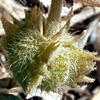 Tribulus longipetalus