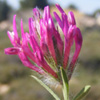 Trifolium prophetarum