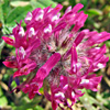 Trifolium blancheanum