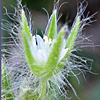 Cerastium illyricium