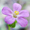 Geranium lucidum