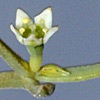 Thesium bergeri