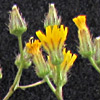 Crepis micrantha