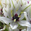 Allium meronense