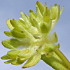 Valerianella carinata