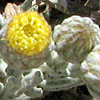 Phagnalon barbeyanum