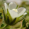 Althaea ludwigii