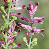 Fumaria officinalis