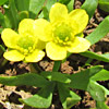 Ranunculus myosuroides