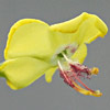 Verbascum tiberiadis