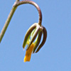 Crepis pulchra