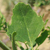 Chenopodium opulifolium