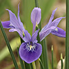 Vartan%27s Iris 