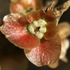 Salsola oppositifolia