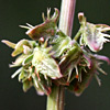 Rumex cassius