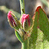 Polygonum bellardii