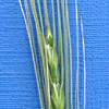 Aegilops  bicornis