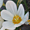 Crocus 