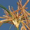 Cyperus articulatus