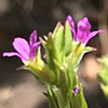 Lythrum netofa