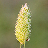 Phalaris  brachystachys