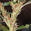 Amaranthus  spinosus