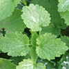 Pimpinella  anisum