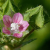 Malva aegyptia