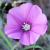 Convolvulus stachydifolius