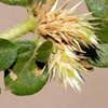 Alternanthera pungens