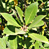 Laurus nobilis