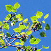 Populus alba