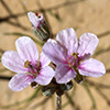 Erodium neurodifolium