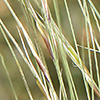 Stipa pellita