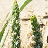 Plantago coronopus