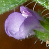 Ziziphora tenuior