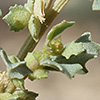 Atriplex muelleri